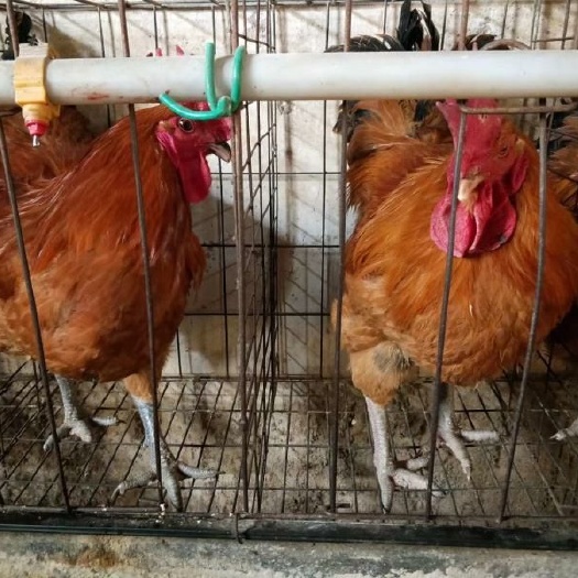 遵义 青脚麻鸡苗包出壳打疫苗