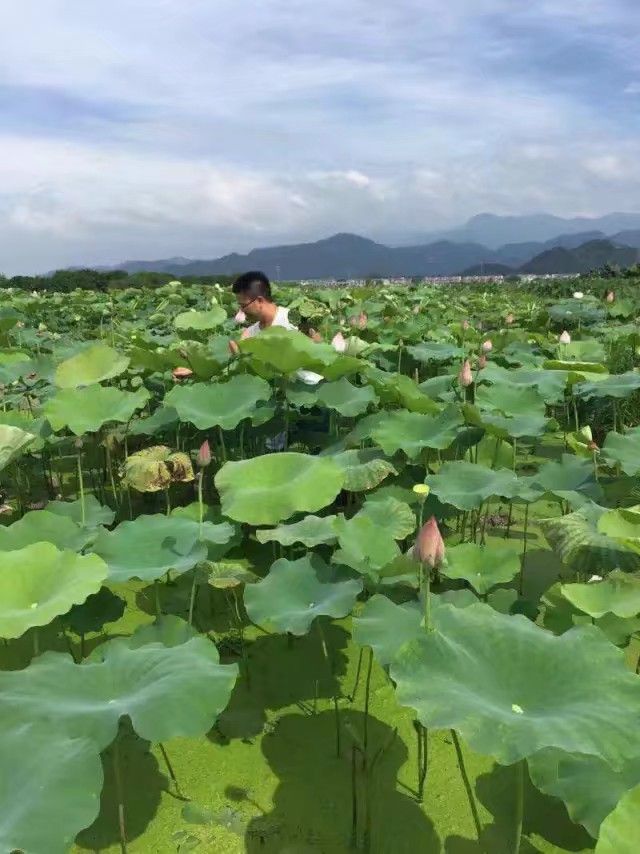 新鲜莲蓬通货和10公分的莲蓬