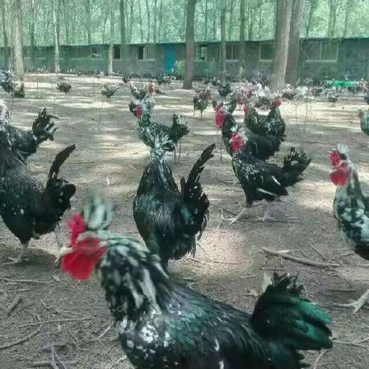 广州贵妃鸡苗 诚信经营 品质保证 包邮包活到家 包打疫苗