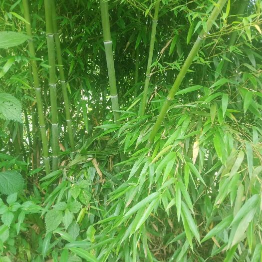 叙永县 精品小楠竹苗，米劲1公分到2公分带土球十二公分起。