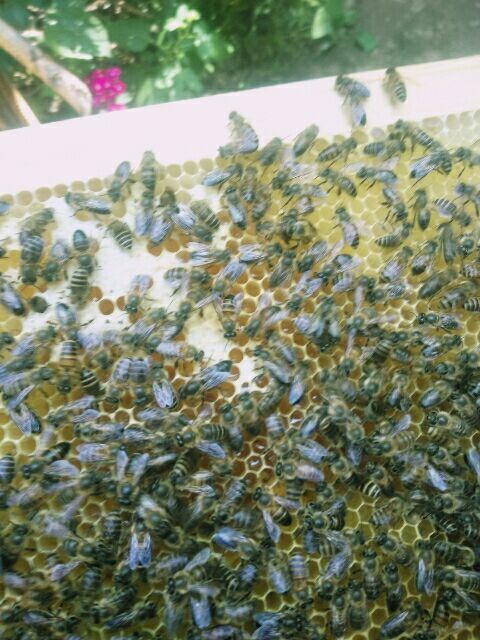 临洮县 中蜂蜂王预约销售