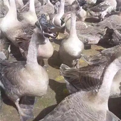南宁狮头鹅苗 本司多年致力于产业，切实推进与各大企业厂家的合资合作欢迎订购