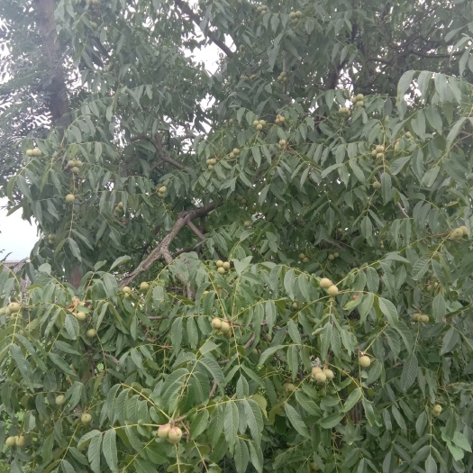 毕节 核桃