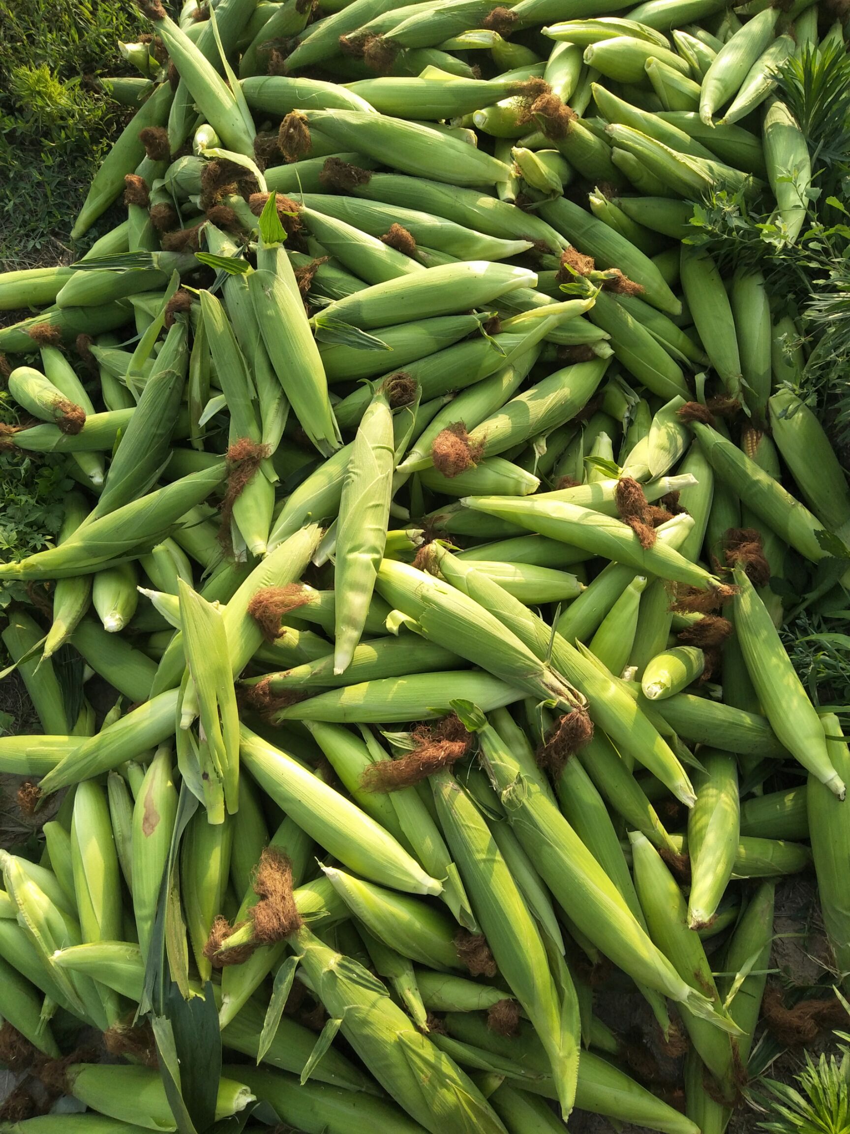 甜玉米 大量批发玉米棒！