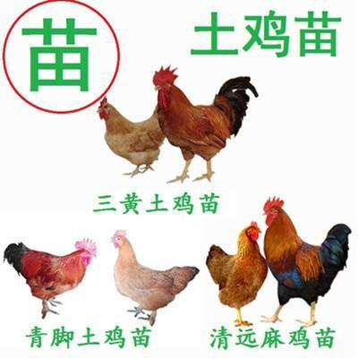 南宁合作土鸡苗 包打疫苗 运输包活 .纯种优质 .包教技术 ，价格合理优惠