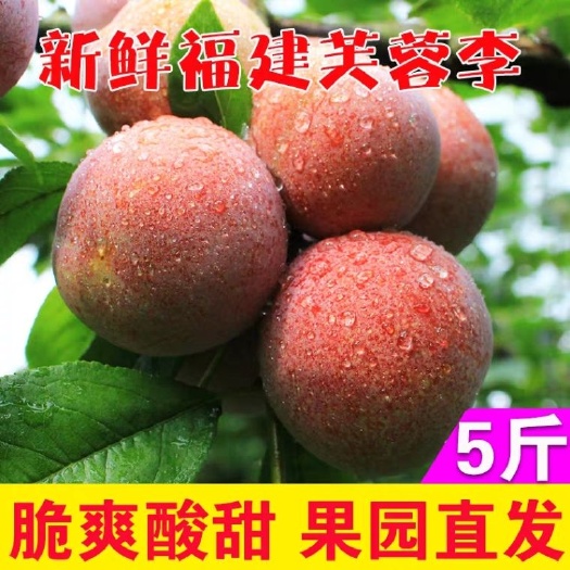武平县 花果之乡-芙蓉李