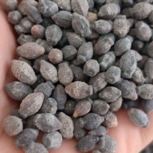 常州《紫茉莉种子》