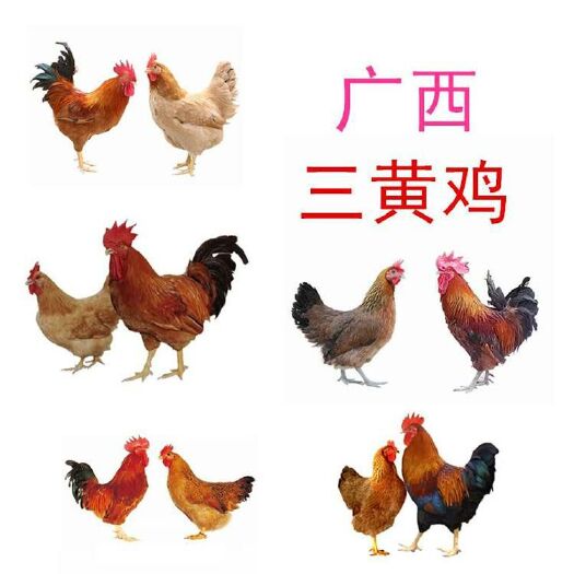 南宁三黄鸡苗 本公司自家养殖场经营多年靠谱安全价格优惠薄利多销安心长期合作