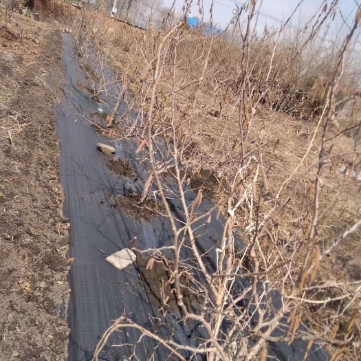 德州 直销四川葡萄果园除草布可打孔，可降解防草无污染