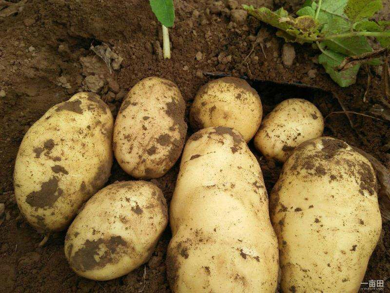 荷兰15号土豆 大量现货，3两以上