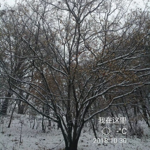 开原市开原市美城苗圃丛生茶条槭价格 茶条槭批发