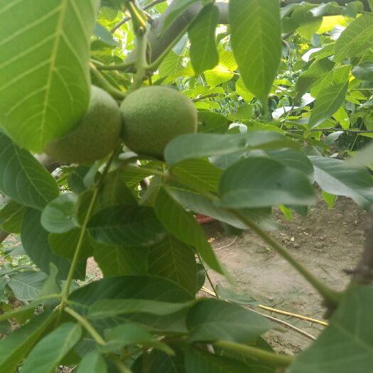 大荔县青皮核桃 诚信为本