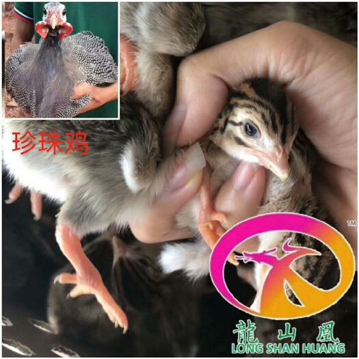 隆回县 珍珠鸡苗大量供应，价格美丽
