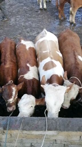 威宁县肉牛  需要买牛的联系我