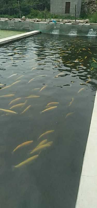 山泉水养殖的虹鳟鱼，金鳟鱼，有需要的朋友联系我。