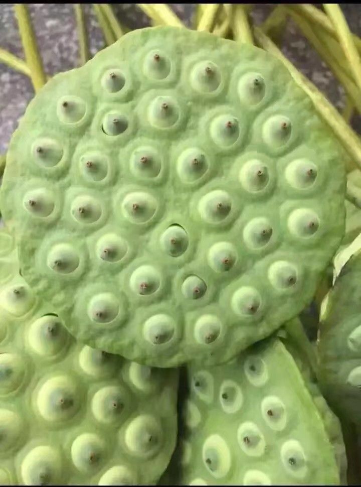 新鲜莲蓬通货和10公分的莲蓬