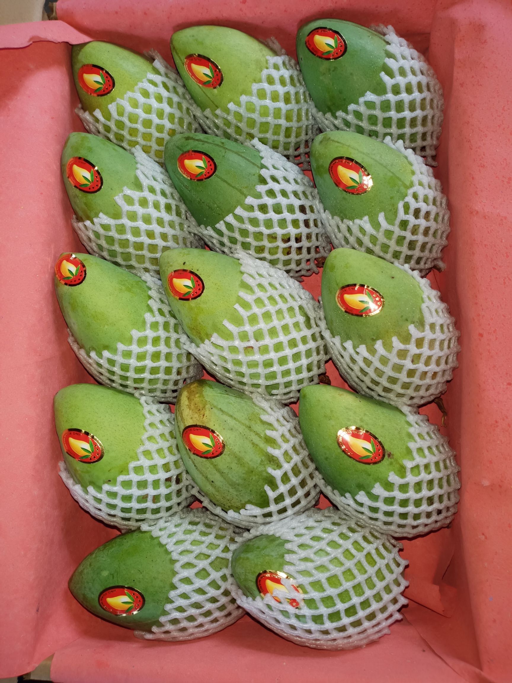  大台农芒小台农目前已达到甜度最高今年果期还有不到一个月的时间