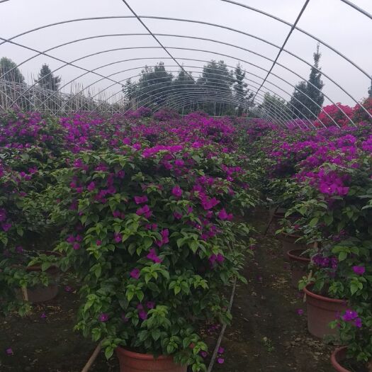 成都 三角梅各种品种，各种规格的都有，规格品种决定价格