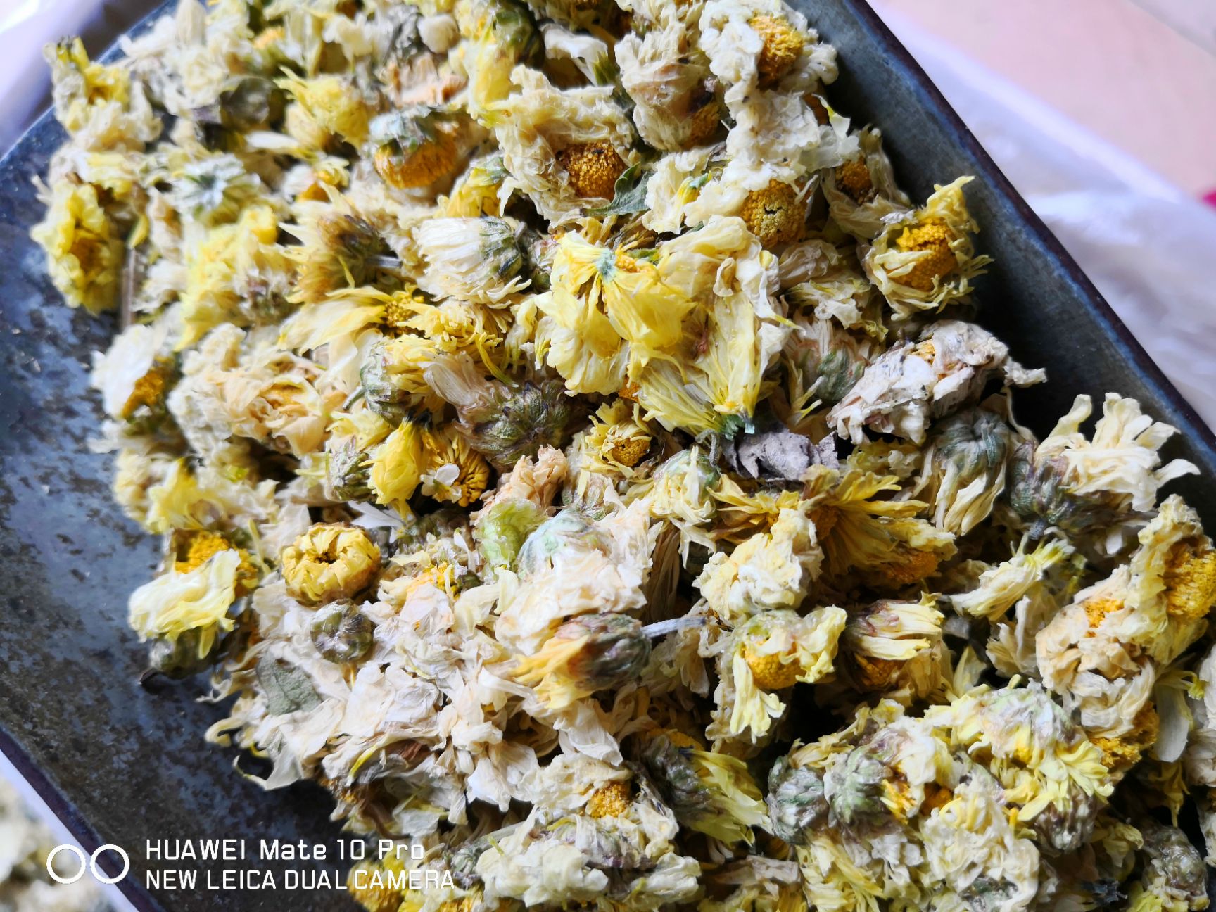 菊花  小花杭白菊  桐乡地道产 不是江苏产