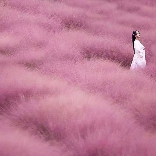 常州 粉黛乱子草