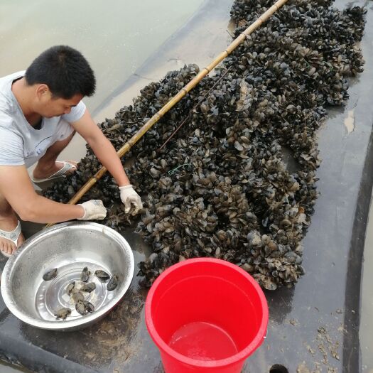 宁海县海虹 福建小怡贝
