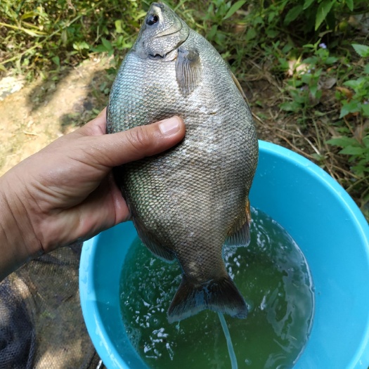 厦门淡水鲈鱼  澳洲鑽石鱸魚