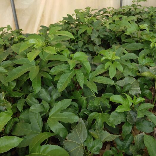 灵山县紫香一号百香果苗  台农百香果苗，芭乐味黄金百香果苗，蜂蜜味百香果苗