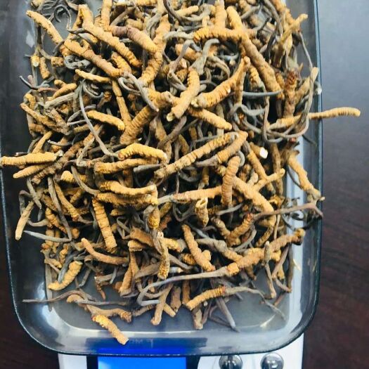 西宁断虫草一克100元