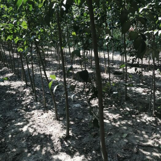  大叶女贞，胸径2~3公分干直2米以上，有需联系。