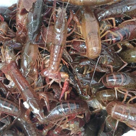 内江龙虾苗 欢迎订购龙虾种苗