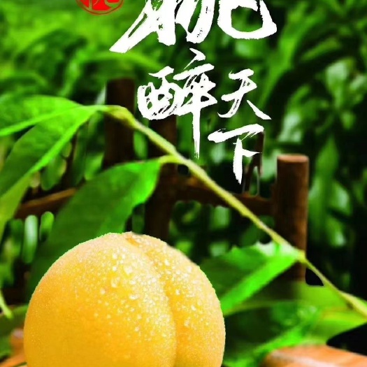 炎陵县炎陵黄桃顺丰包邮