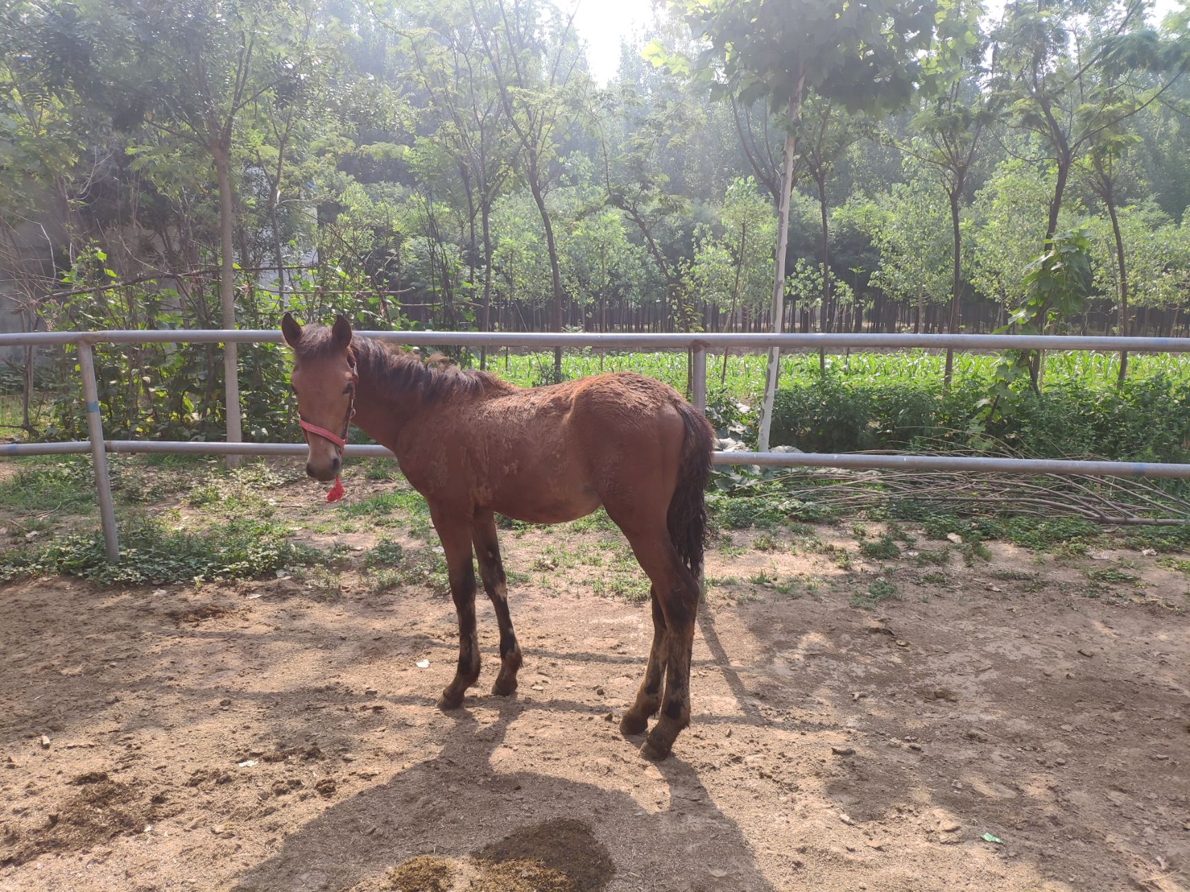 半血馬 改良馬 伊犁騎乘馬