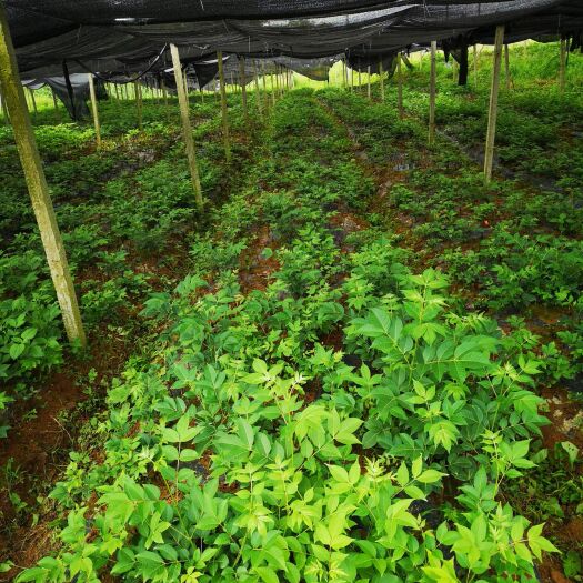 洞口县吴茱萸 基地热销 纯中花苗