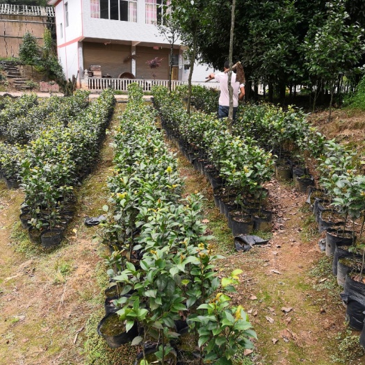 高县 专业茶花种植基地