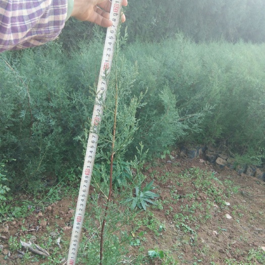 罗平县 冬瓜苗15×15，圆柏苗大袋15×15,需要的老板联系