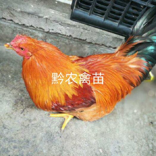 遵义桂香土鸡苗 统货
