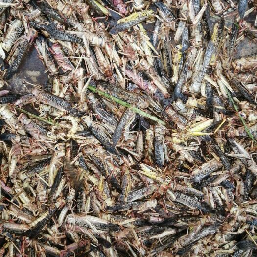蚌埠豆虫 无污染的绿色食品