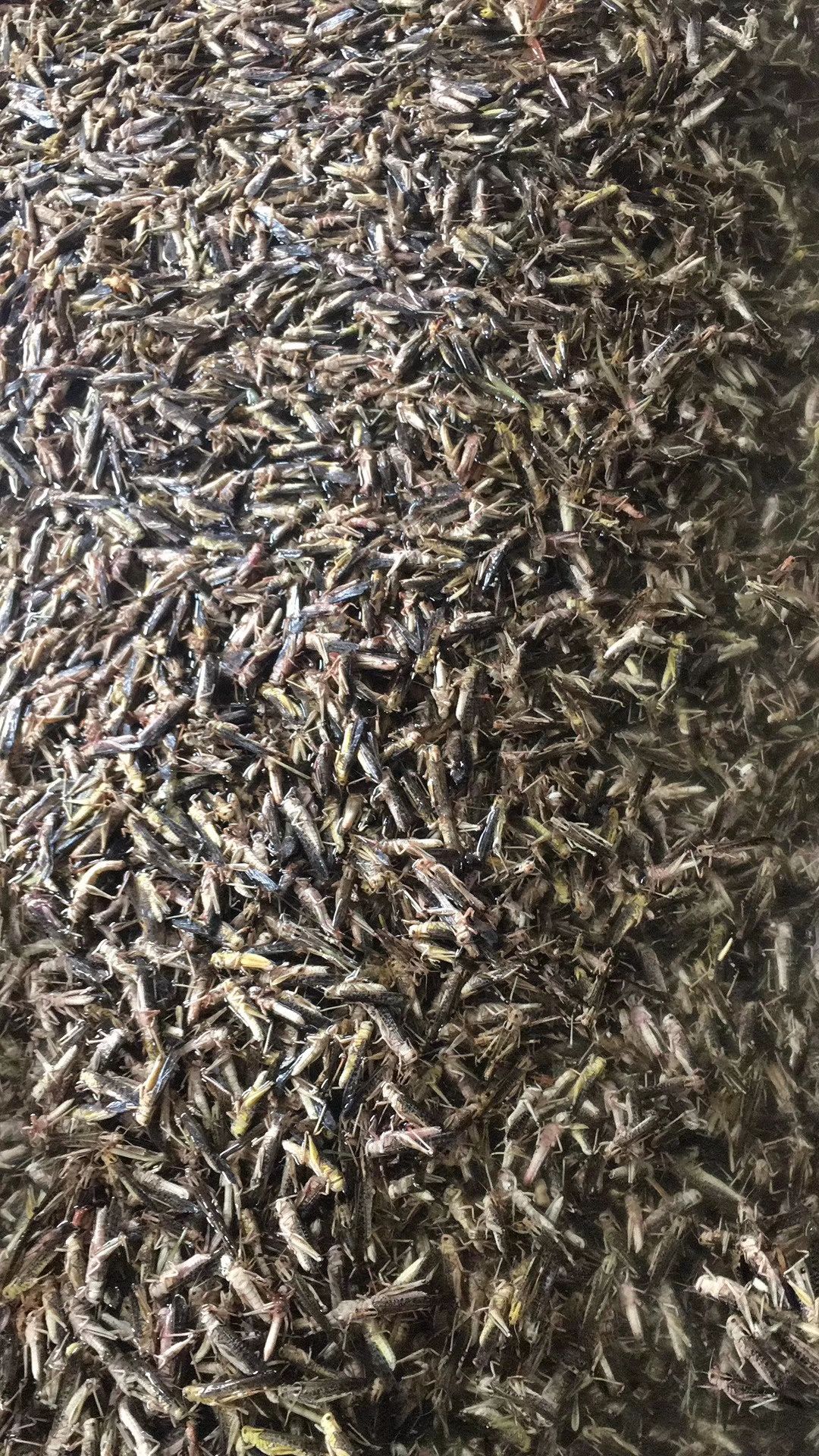 蚂蚱 速冻，活体。东亚飞蝗。