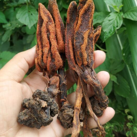 纳雍县中药材回春草 回春草500g 贵州男性顶天柱不老草锁阳淫羊藿滋补泡酒料