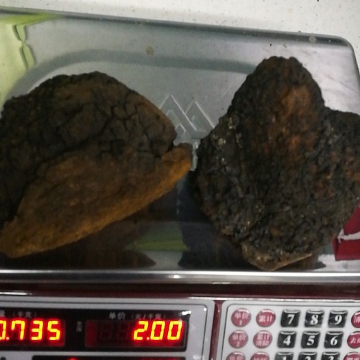 黑河 桦树茸拳头大小块100公斤5800
