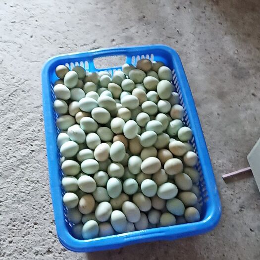 贺州 绿皮鸡蛋