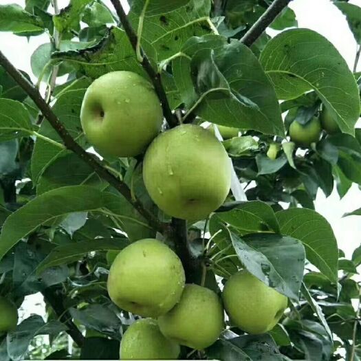 宜城市 脆冠梨，颜色靓丽，口感甜脆