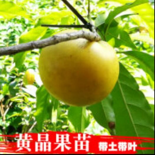 龙州县黄晶果苗 正宗品种