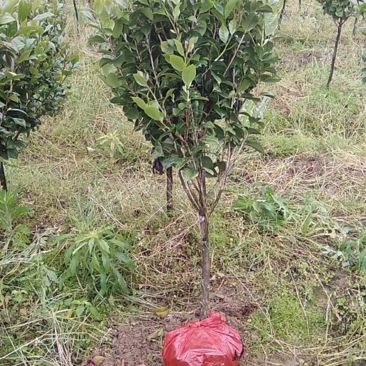 平乐县 茶花