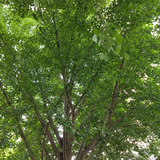白果树 银杏20-40公分