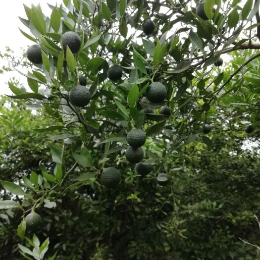 资阳红橘种子  香橙种子:
