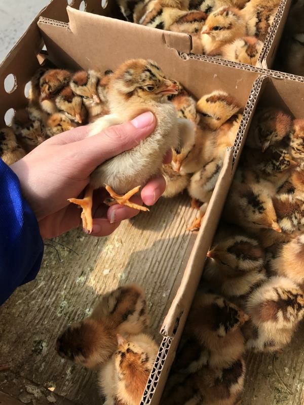  良凤花鸡苗包打出壳疫苗