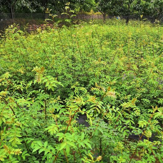 汉源县汉源花椒苗 汉源无刺花椒嫁接树苗，欢迎实地考察交流种植经验