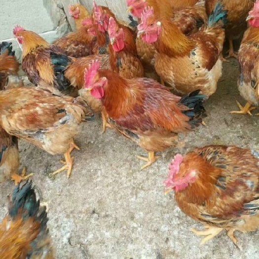 遵义 良凤花鸡苗包打出壳疫苗