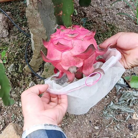 遂溪县红皮红肉火龙果 过两天上市这批少量欢迎提早订货